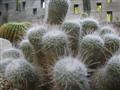 Looking closely at cacti